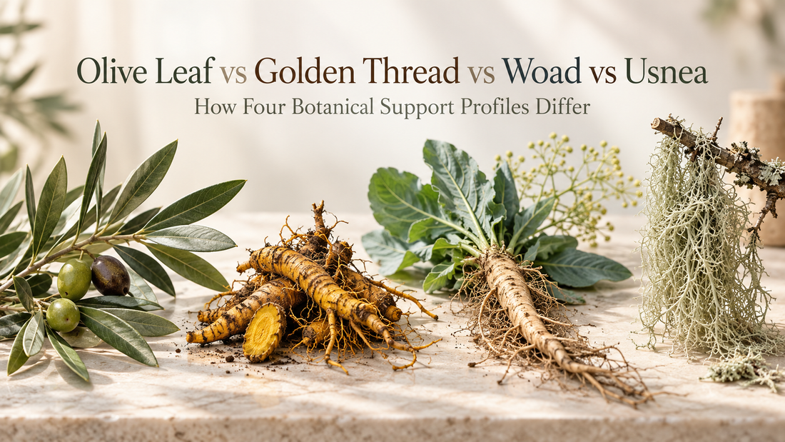 Olive Leaf vs Golden Thread vs Woad vs Usnea: How They Differ